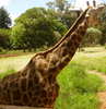 Giraffe Cc Image